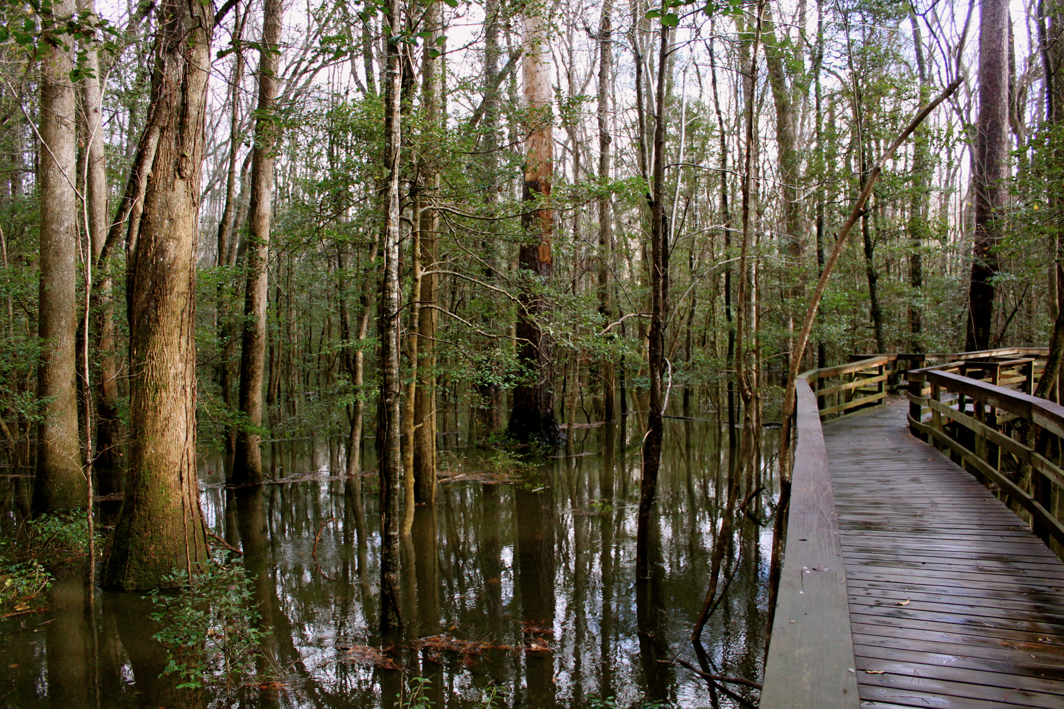 Congaree National Park Carolina South Richland County Forest States United ...