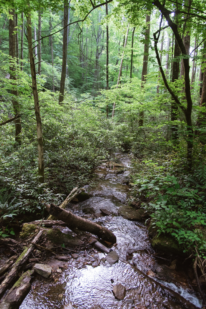 Moore Cove Falls Trail - Pisgah National Forest - For the Love of ...